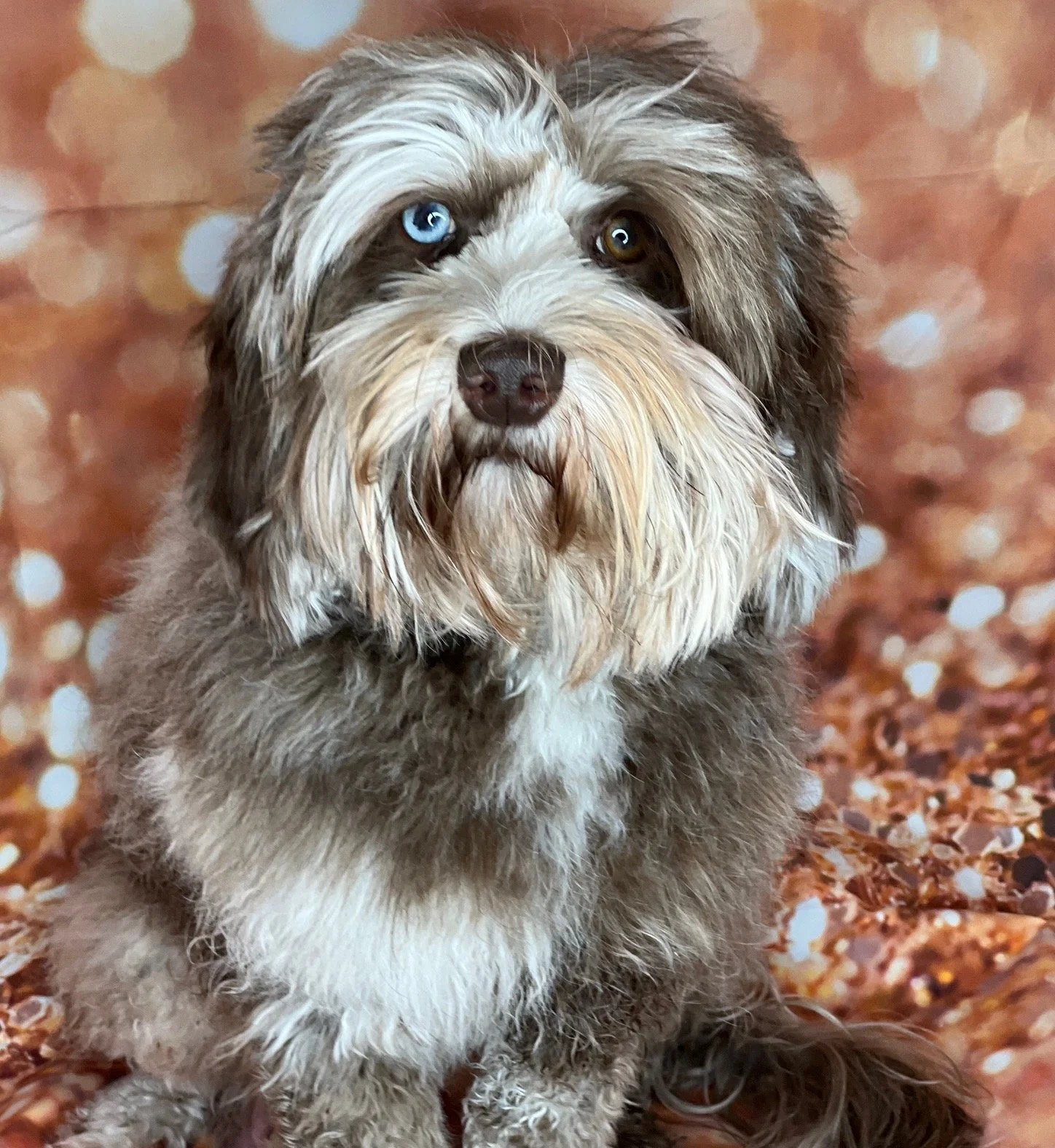 What s an Australian Labradoodle DOODLES OF OZ